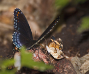 Red Spotted Purple and Silvery Checkerspot 3436